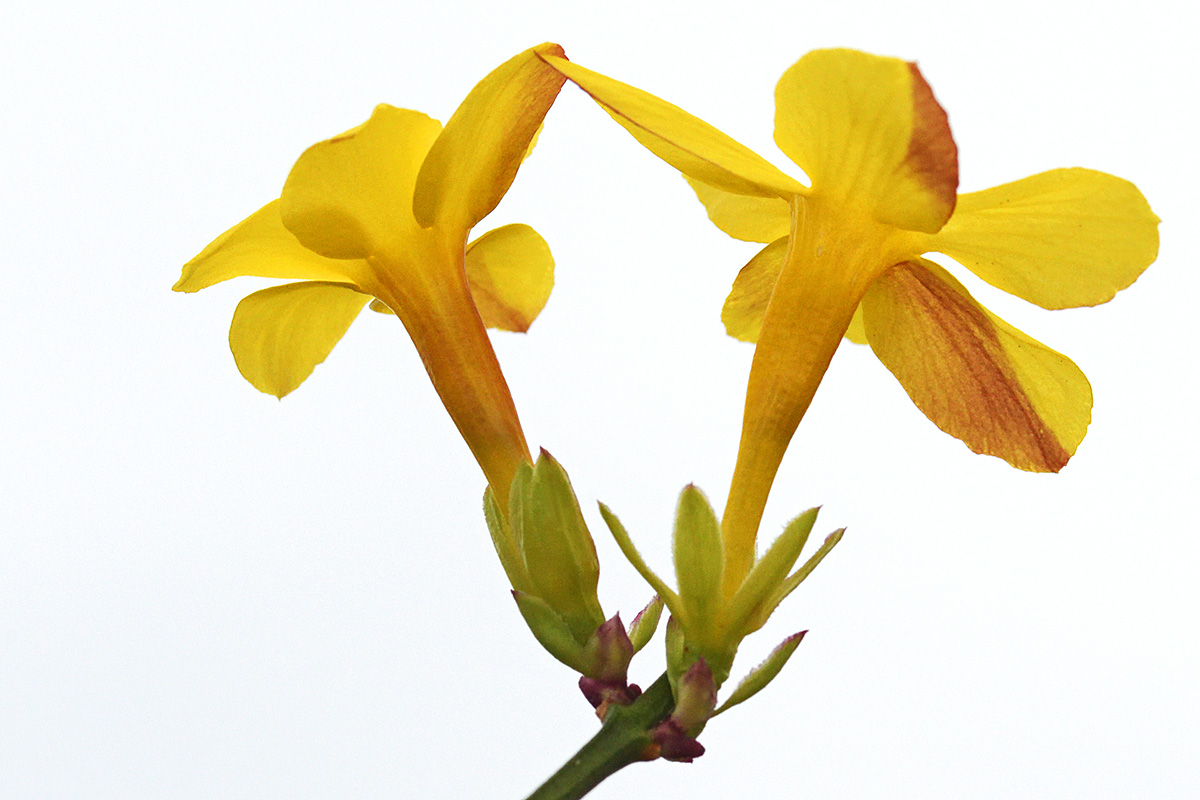 Winter Jasmine (Jasminum nudiflorum) (3)