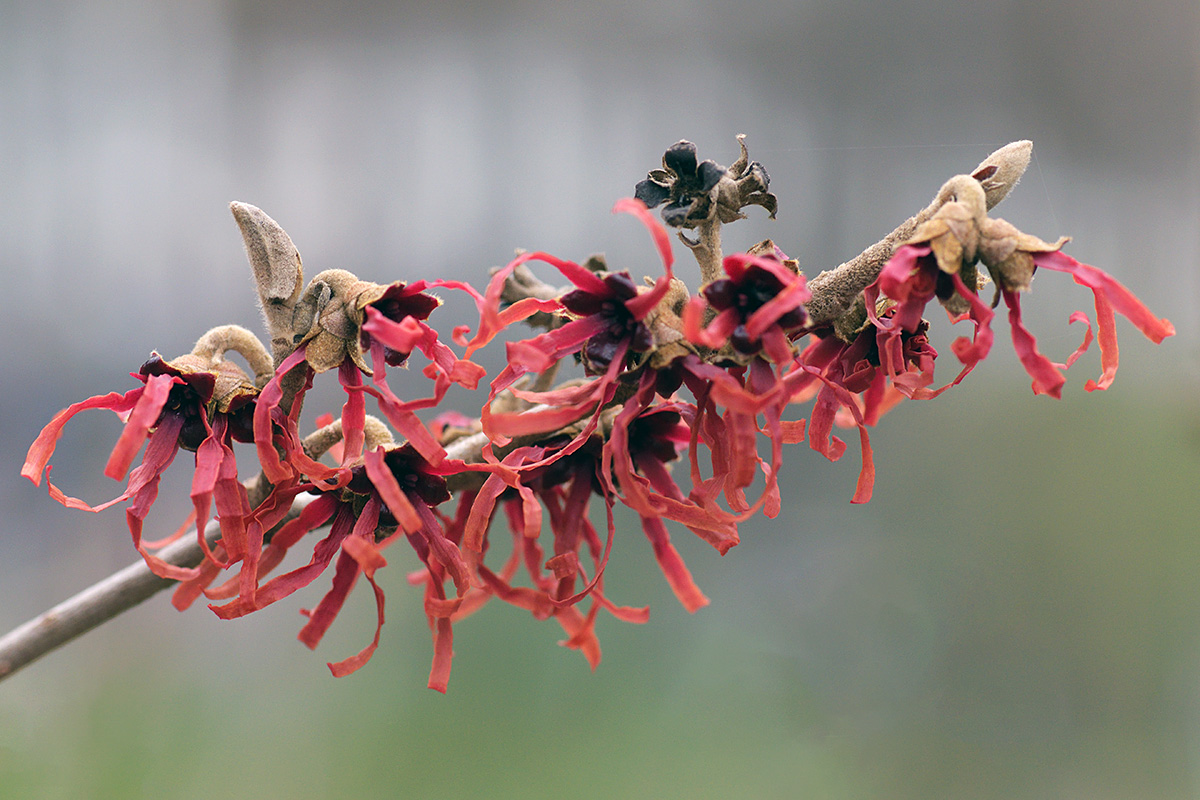 Chinese Witch Hazel (Hamamelis mollis) (3)