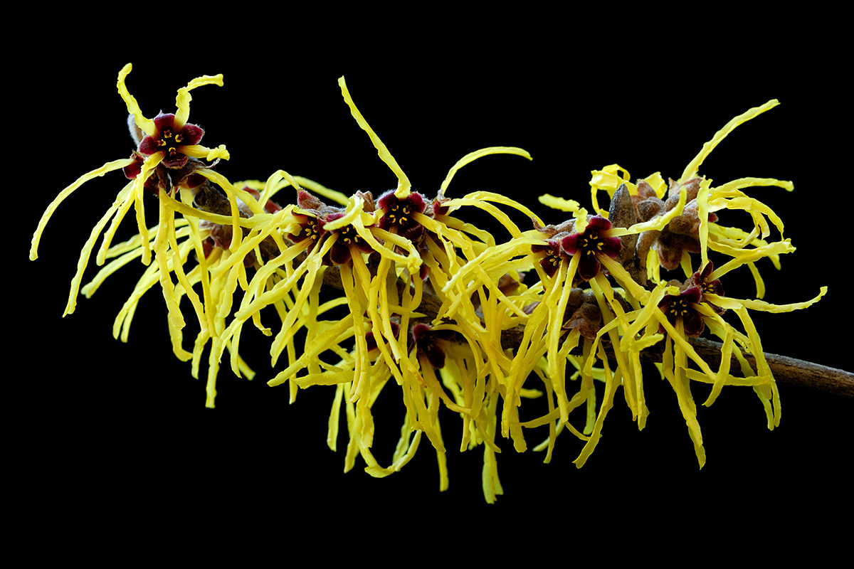 Chinese Witch Hazel (Hamamelis mollis) (4)