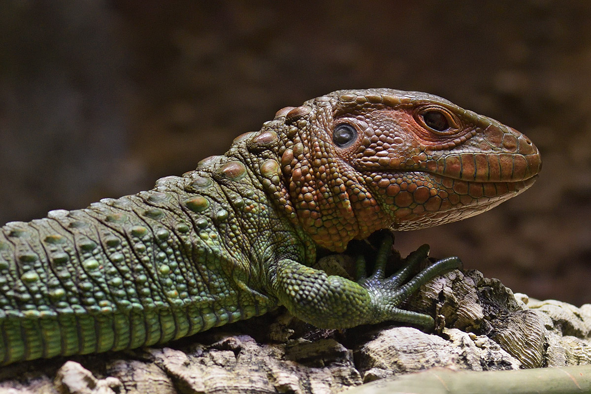 Northern Caiman Lizard (Dracaena guianensis) (1)