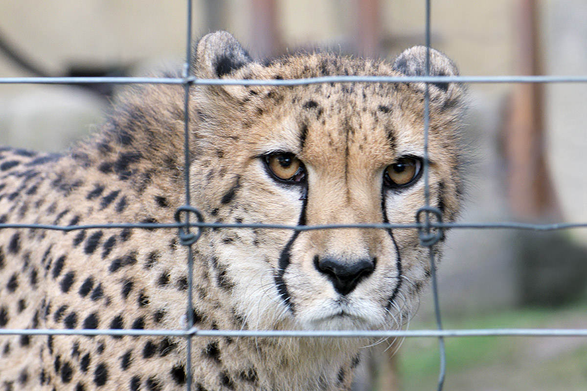 Cheetah (Acinonyx jubatus) (1)