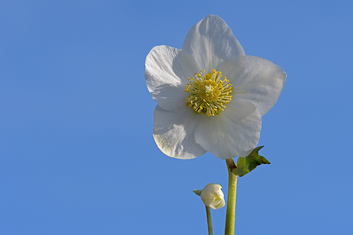 Christmas Rose (Helleborus niger) (4)