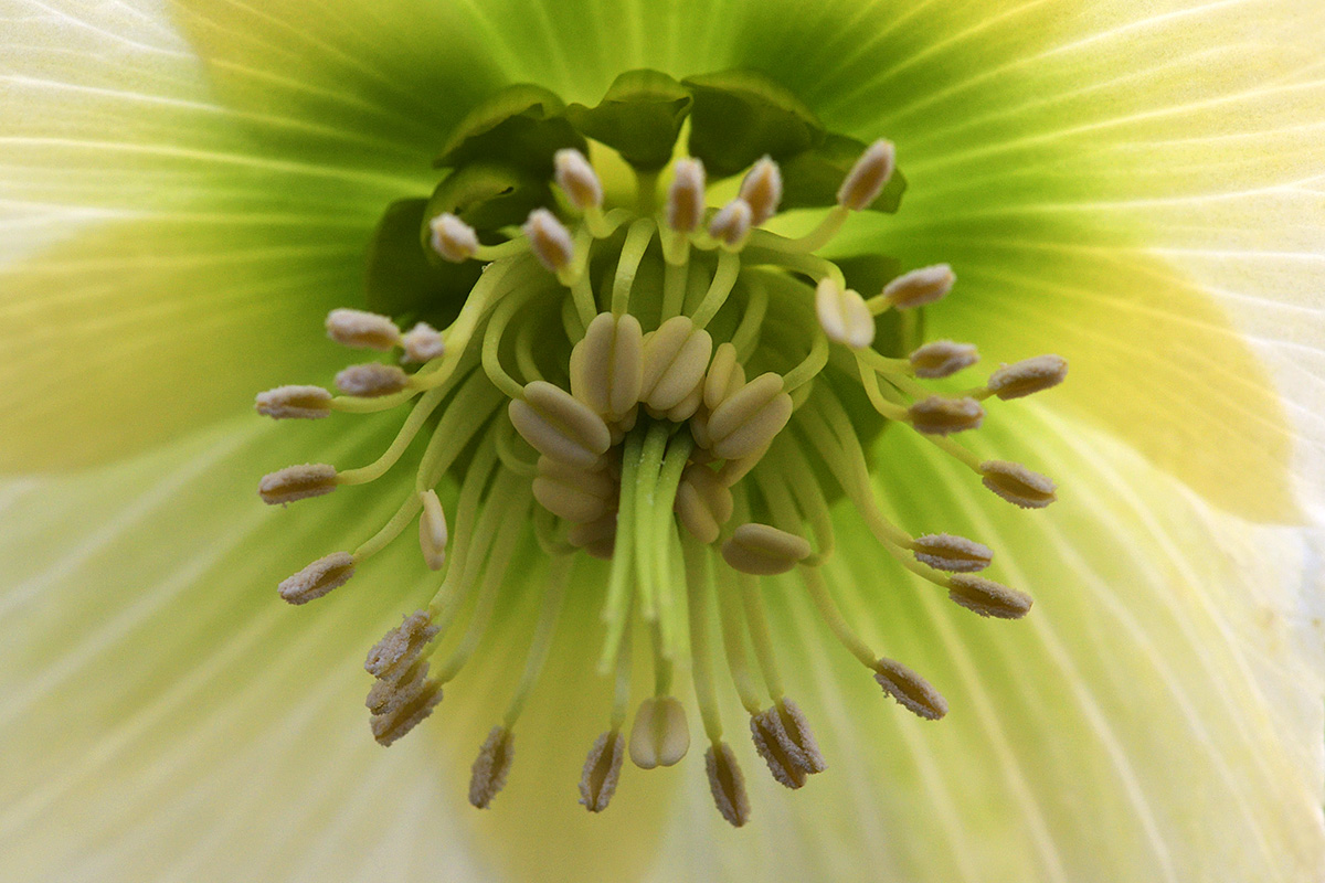 Corsican Hellebore (Helleborus argutifolius) (1)