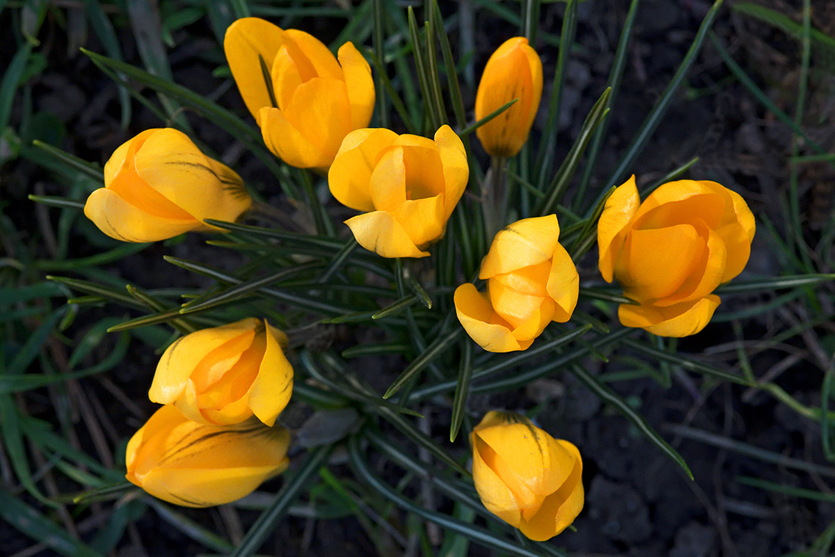 Golden Crocus (Crocus chrysanthus) (3)