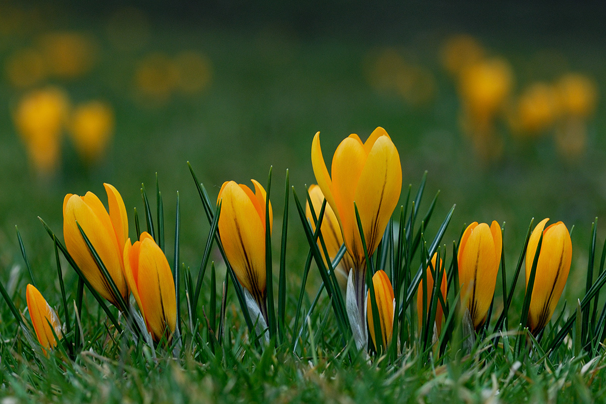 Golden Crocus (Crocus chrysanthus) (4)