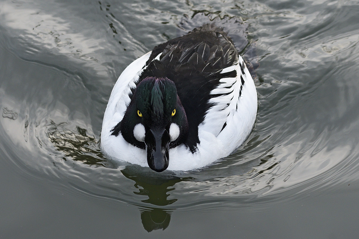 Common Goldeneye (Bucephala clangula, male) (1)