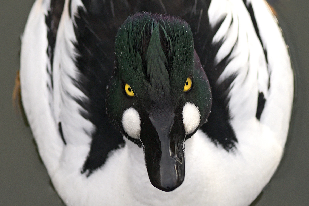 Common Goldeneye (Bucephala clangula, male) (2)