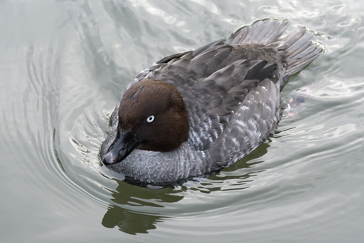 Common Goldeneye (Bucephala clangula, female) (3)