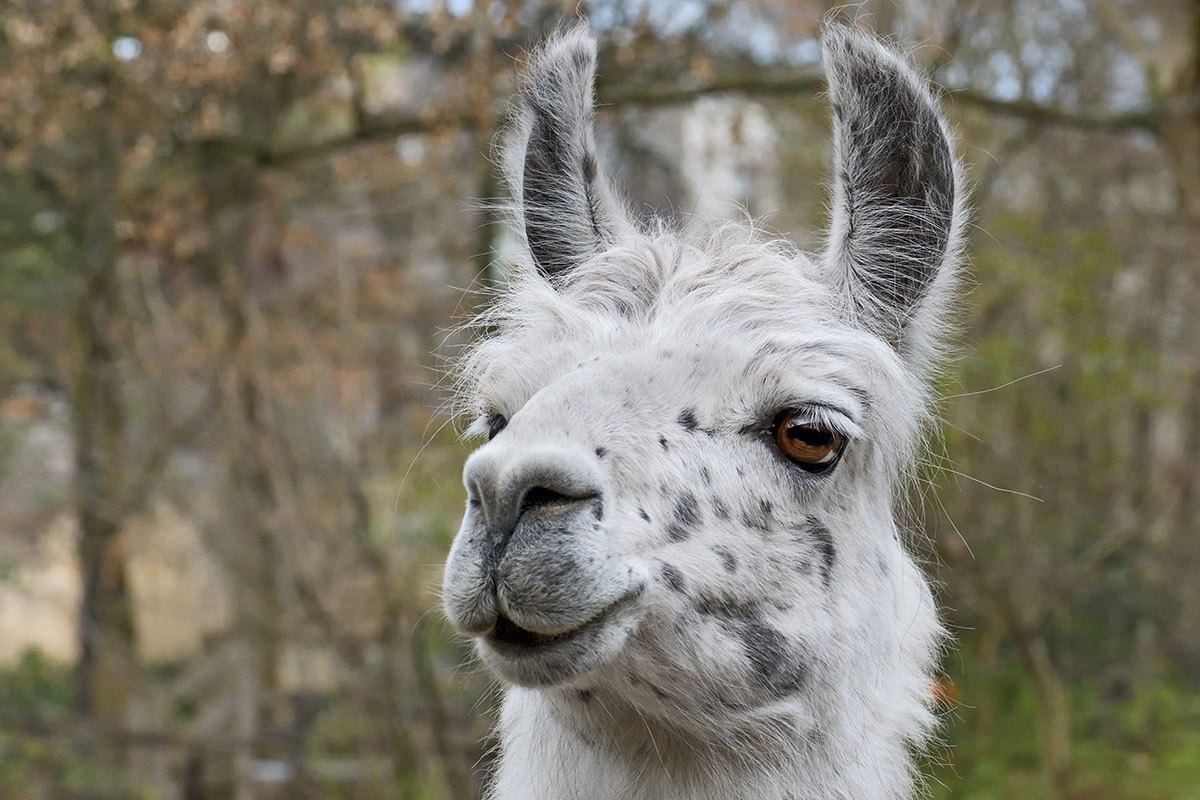 Llama (Lama glama) (2)