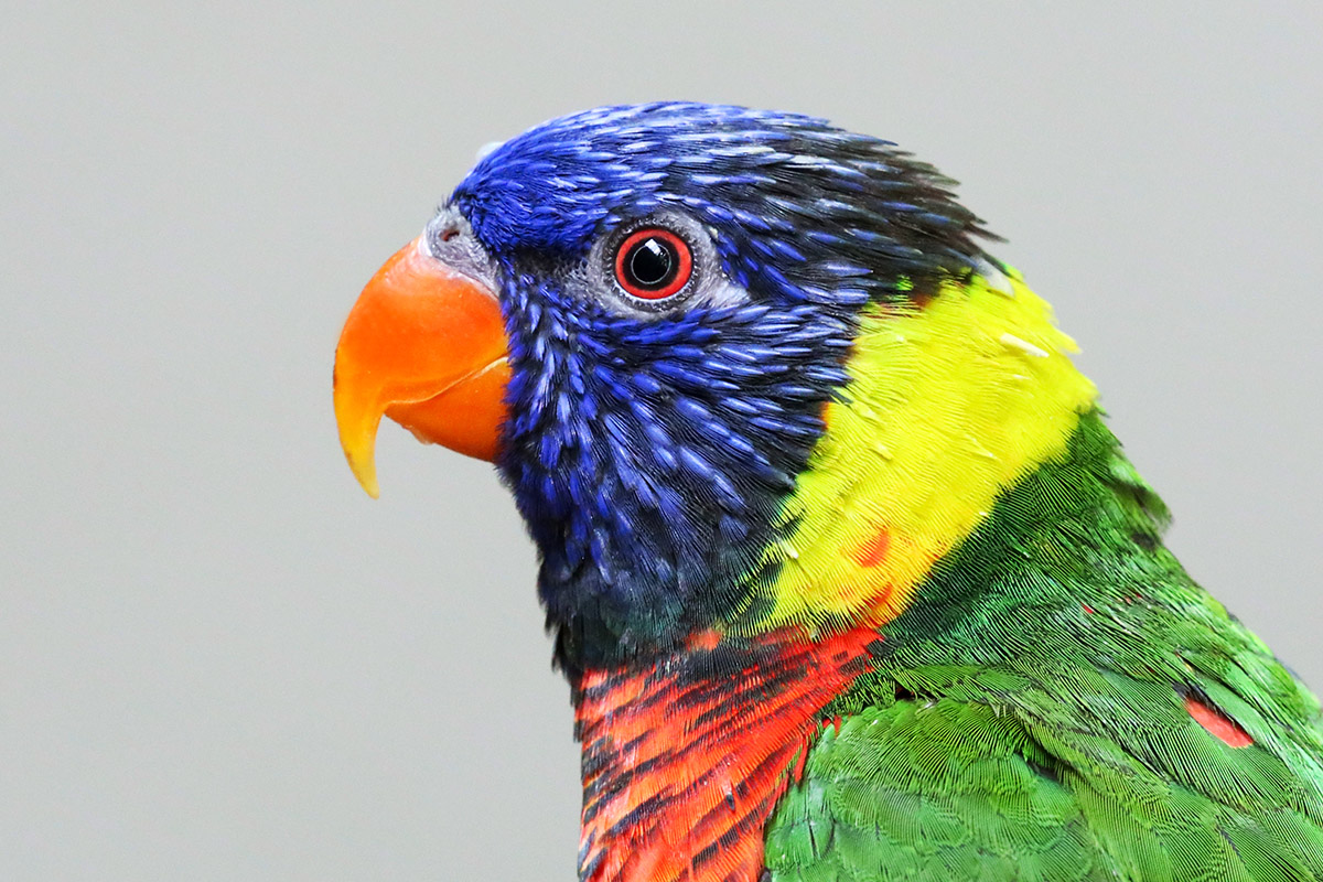 Rainbow Lorikeet (Trichoglossus haematodus) (1)