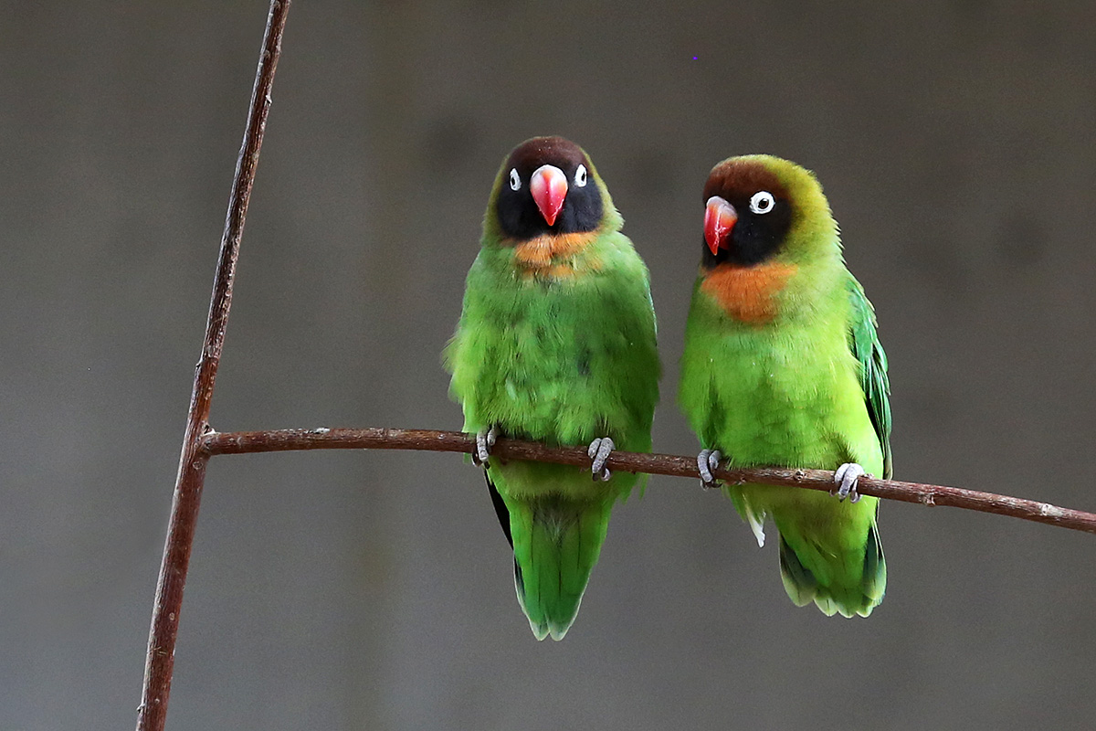 Black-Cheeked Lovebirds (Agapornis nigrigenis) (1)