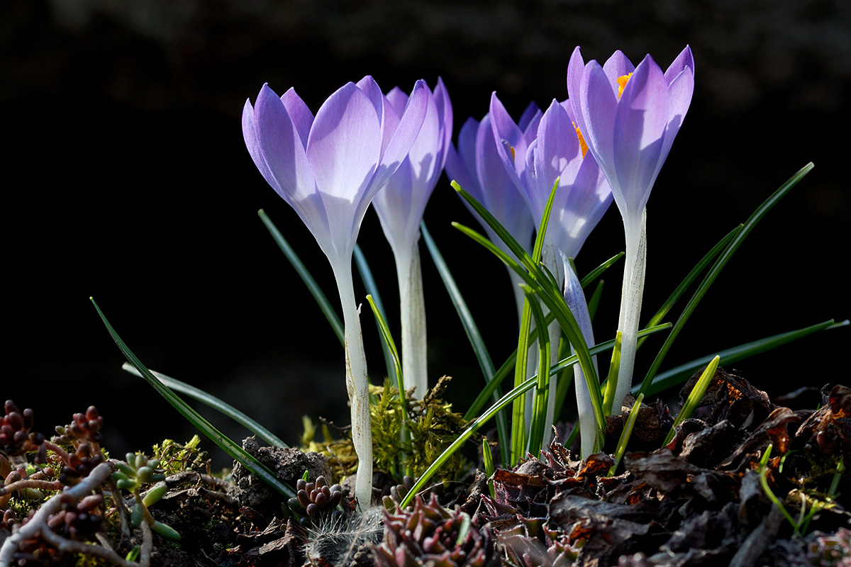 Tommasini’s Crocuses (Crocus tommasinianus) (3)