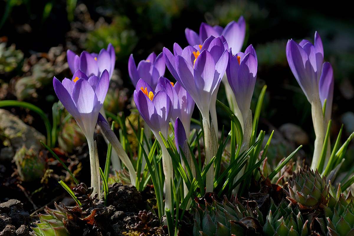 Tommasini’s Crocuses (Crocus tommasinianus) (4)