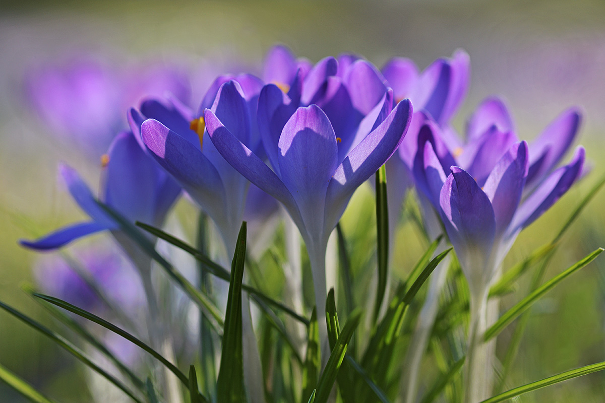 Tommasini’s Crocuses (Crocus tommasinianus) (5)