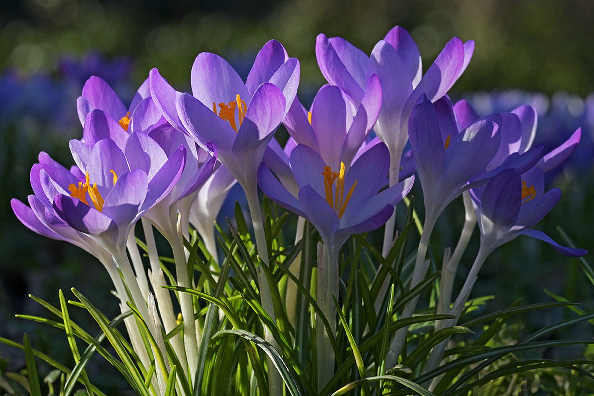 Tommasini’s Crocuses (Crocus tommasinianus) (6)