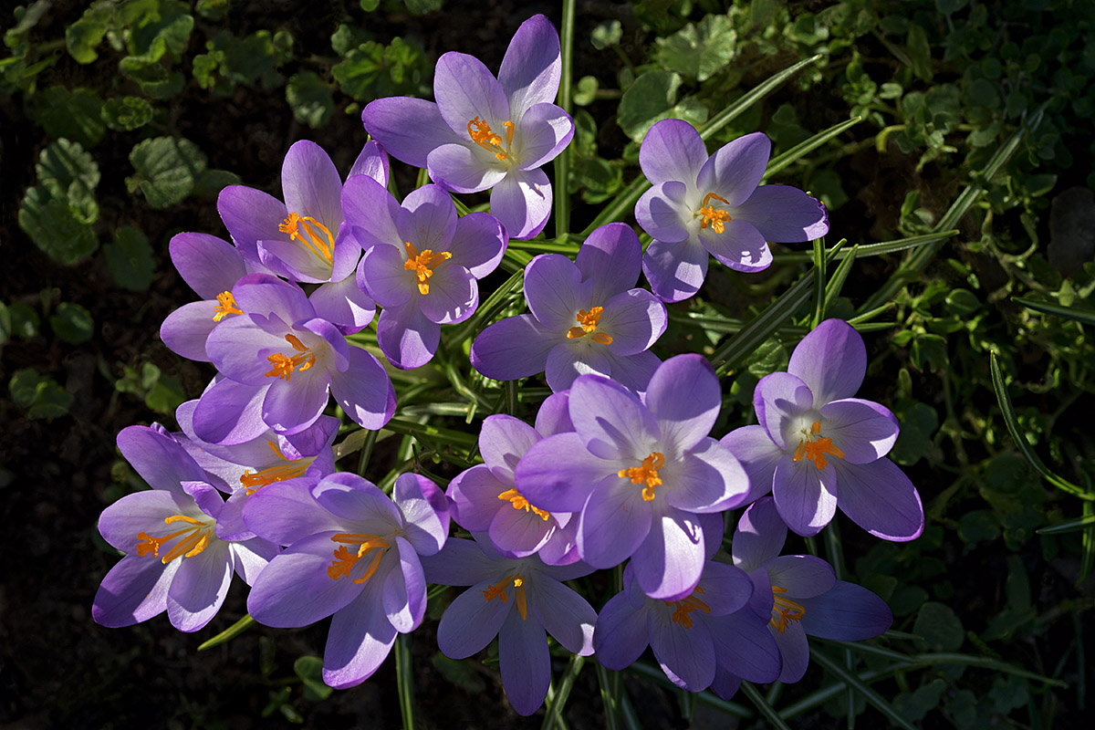 Tommasini’s Crocuses (Crocus tommasinianus) (7)