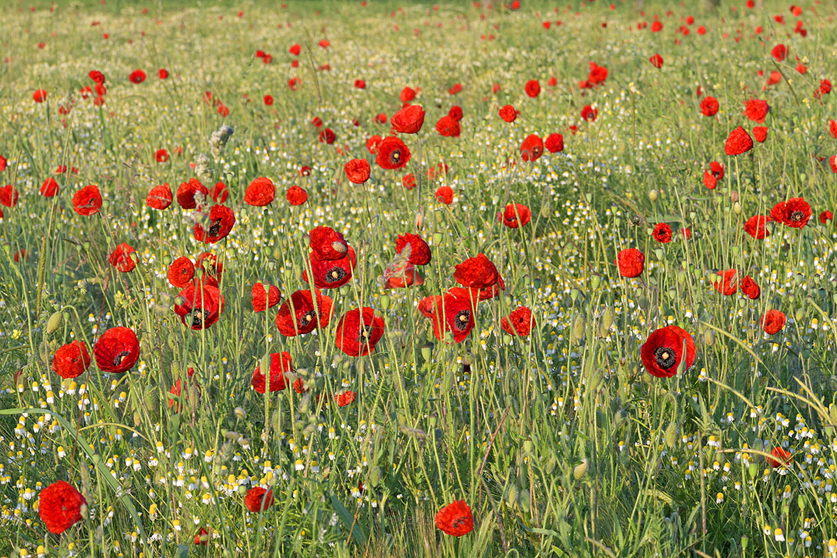 Corn Poppies (Papaver rhoeas) (3)