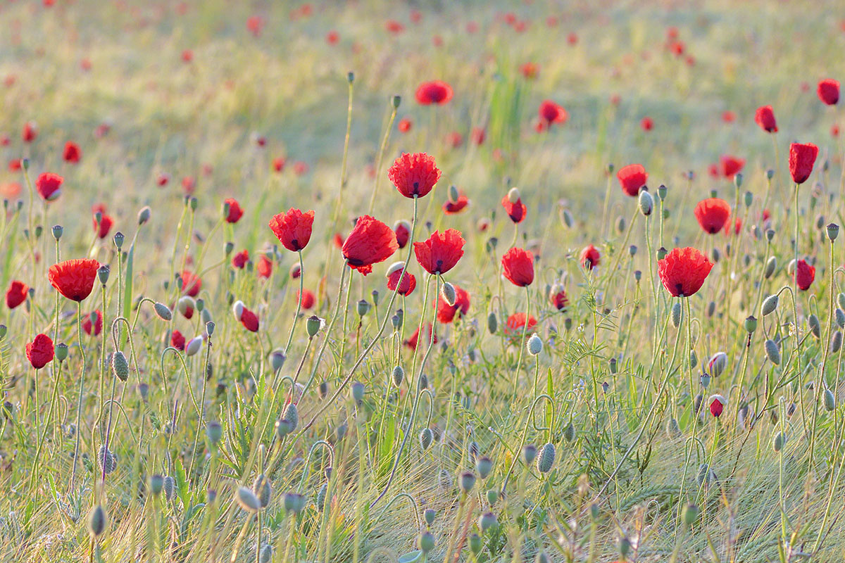 Corn Poppies (Papaver rhoeas) (4)