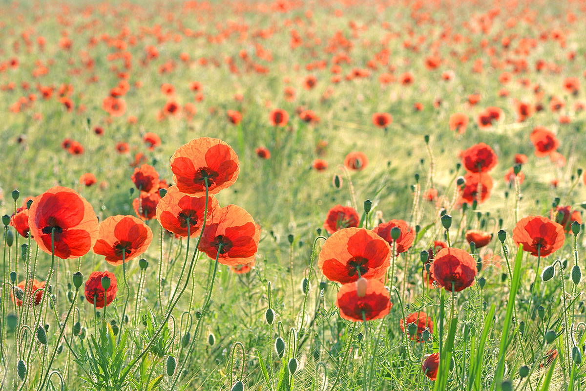 Corn Poppies (Papaver rhoeas) (5)