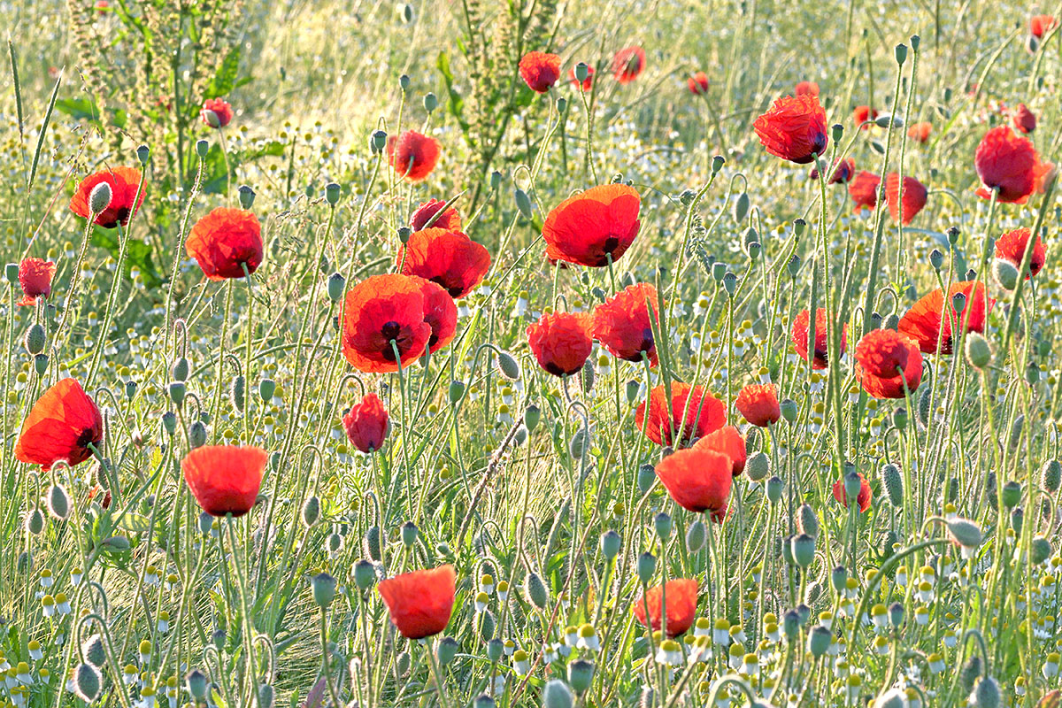 Corn Poppies (Papaver rhoeas) (6)