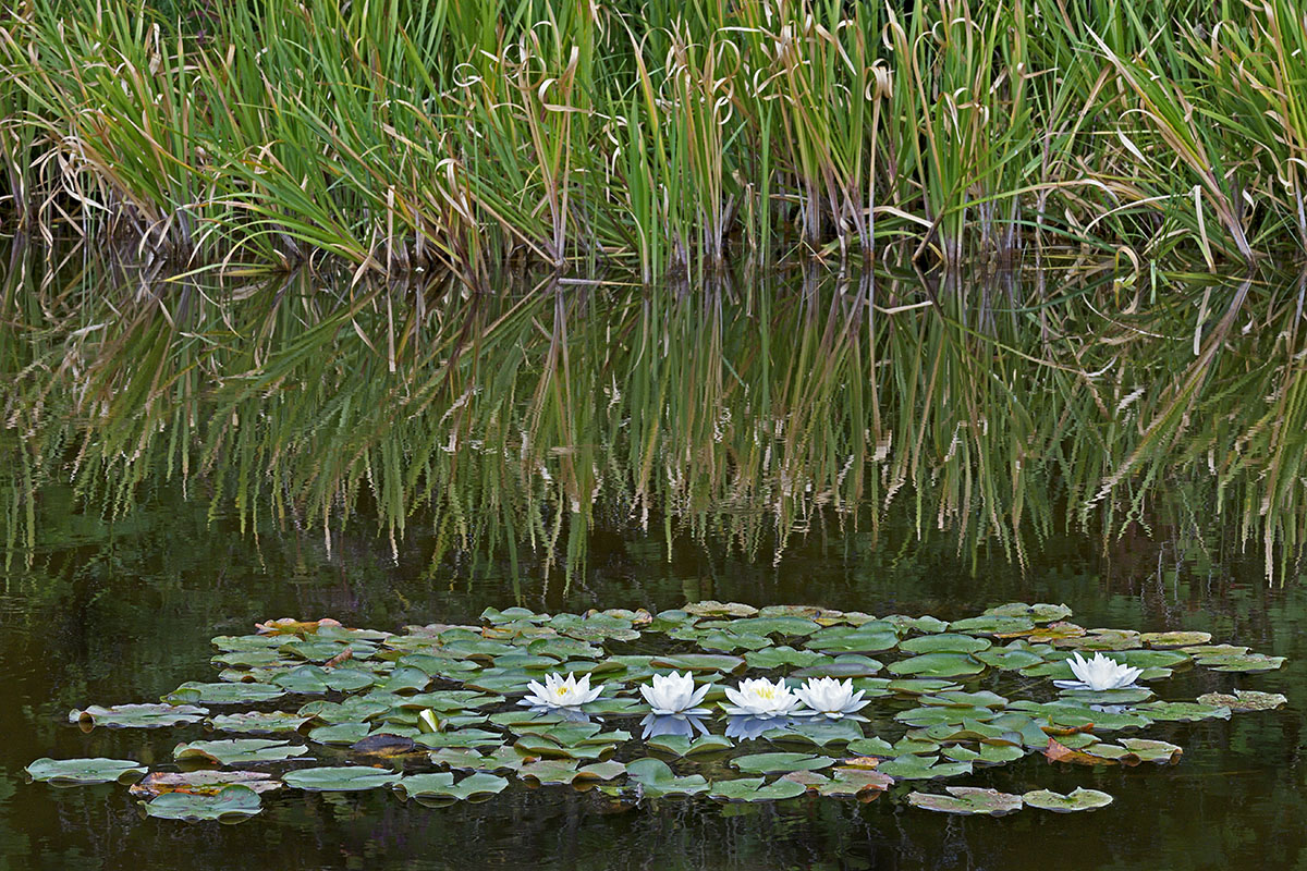 European White Waterlily (Nymphaea alba) (2)