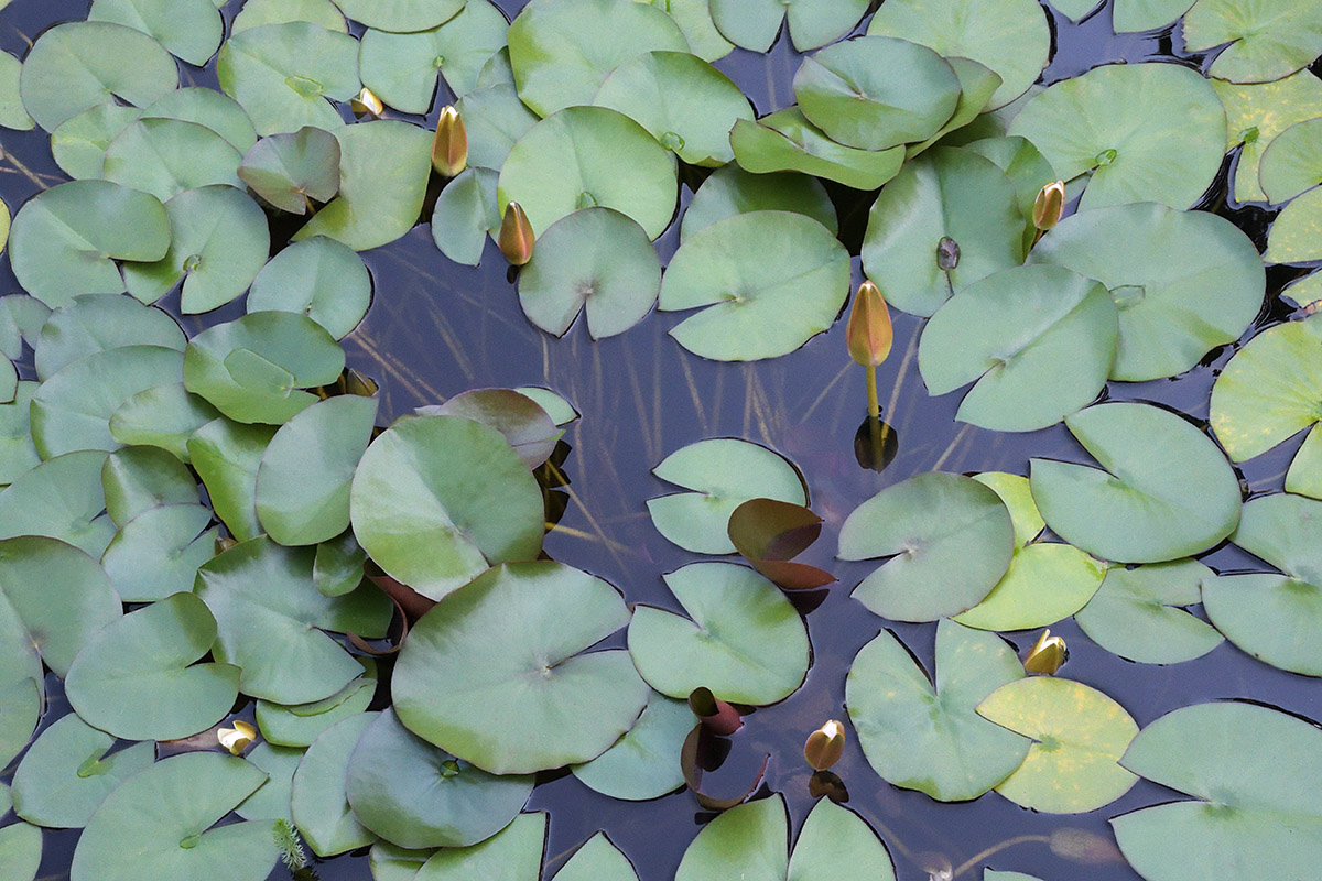 European White Waterlily (Nymphaea alba) (3)