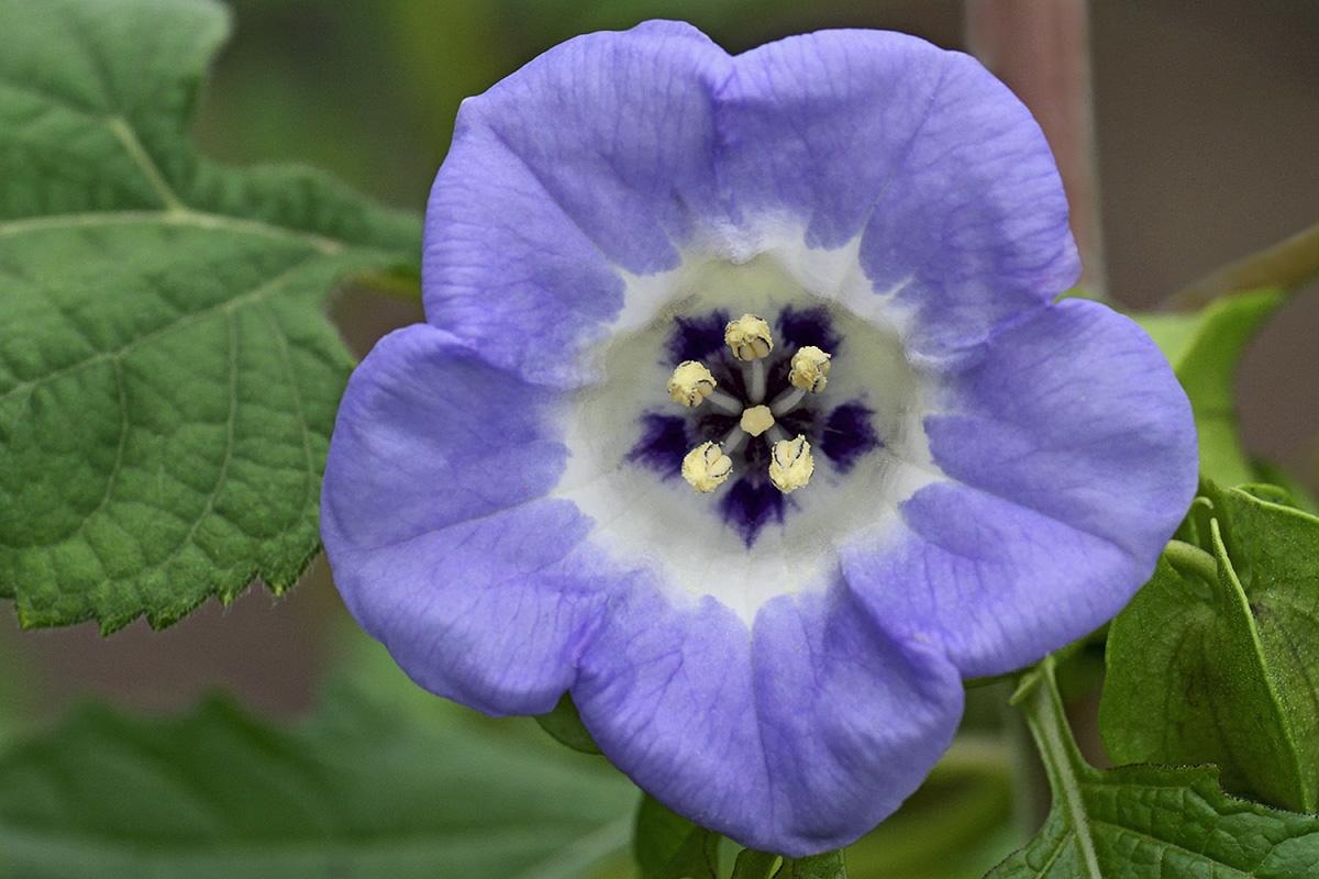 Apple-of-Peru (Nicandra physalodes) (2)