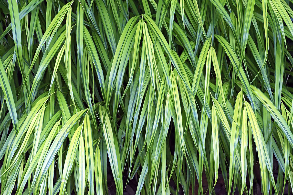 Japanese Hakone Grass (Hakonechloa macra ‘Aureola’) (2)