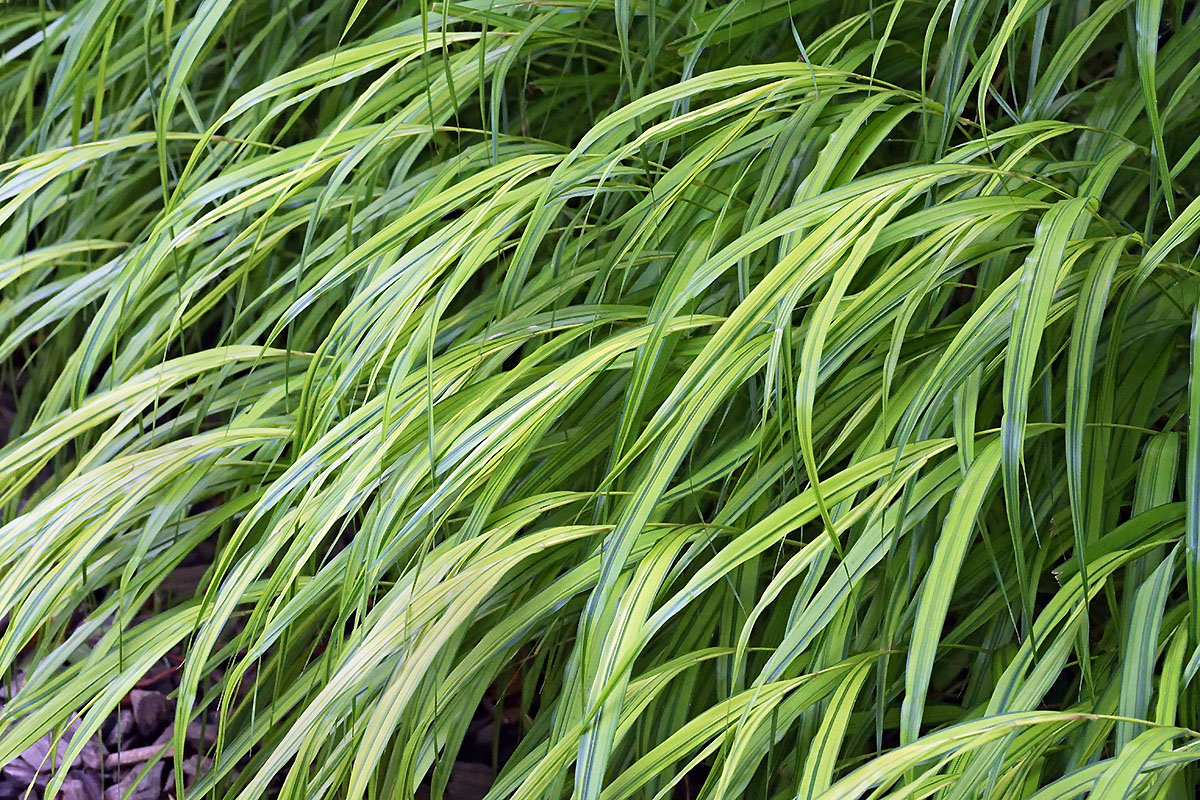 Japanese Hakone Grass (Hakonechloa macra ‘Aureola’) (3)