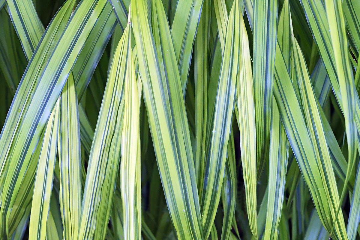 Japanese Hakone Grass (Hakonechloa macra ‘Aureola’) (4)