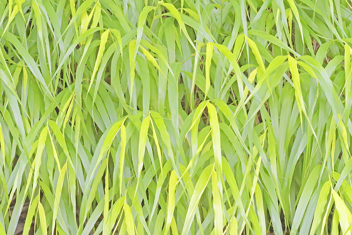 Japanese Hakone Grass (Hakonechloa macra ‘All Gold’) (2)