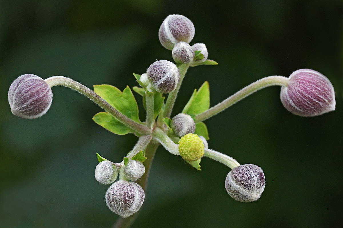 Japanese Windflower (Anemone hupehensis) (3)