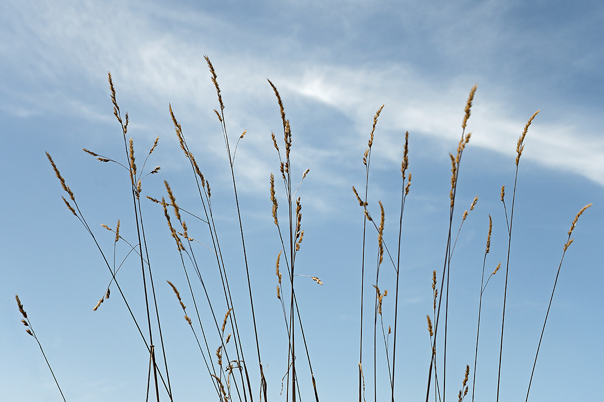 Orchard Grass (Dactylis glomerata) (3)