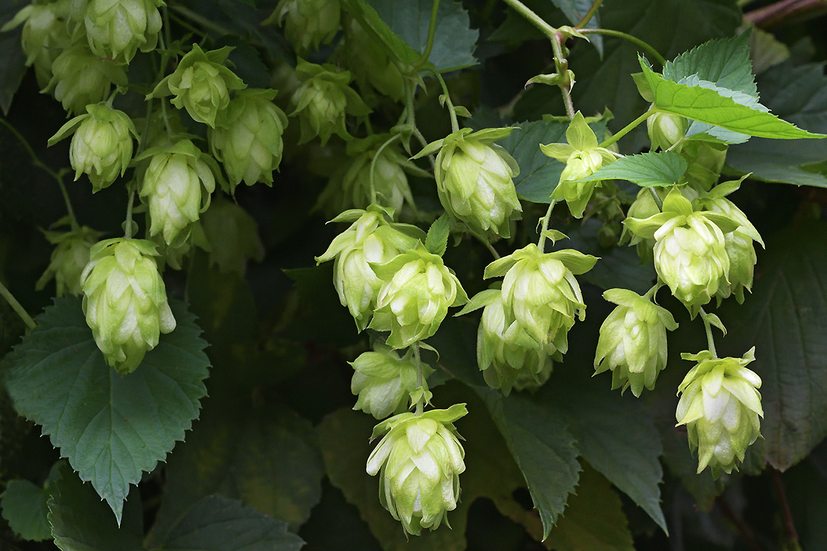 Common Hops (Humulus lupulus) (1)