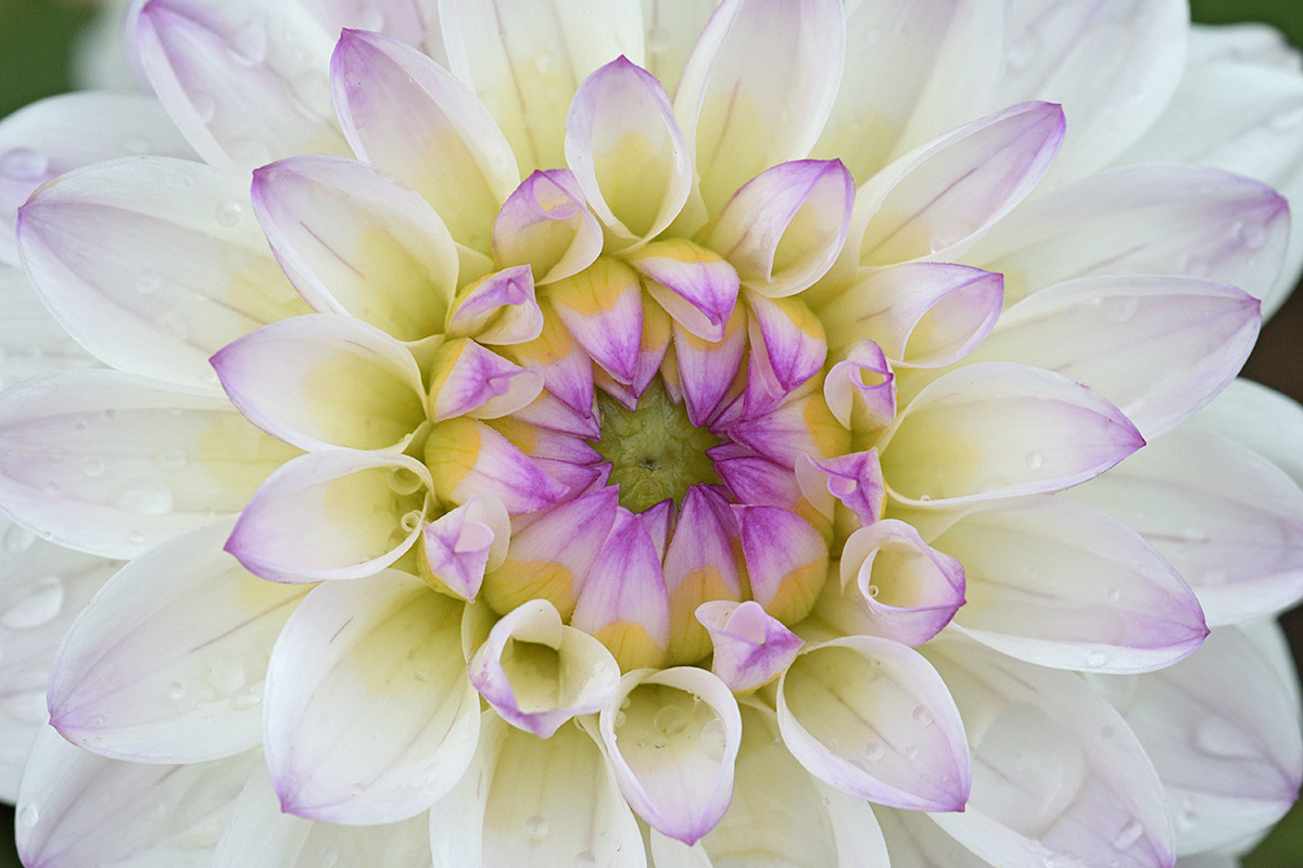 Dahlia (Dahlia hybrida) (4)