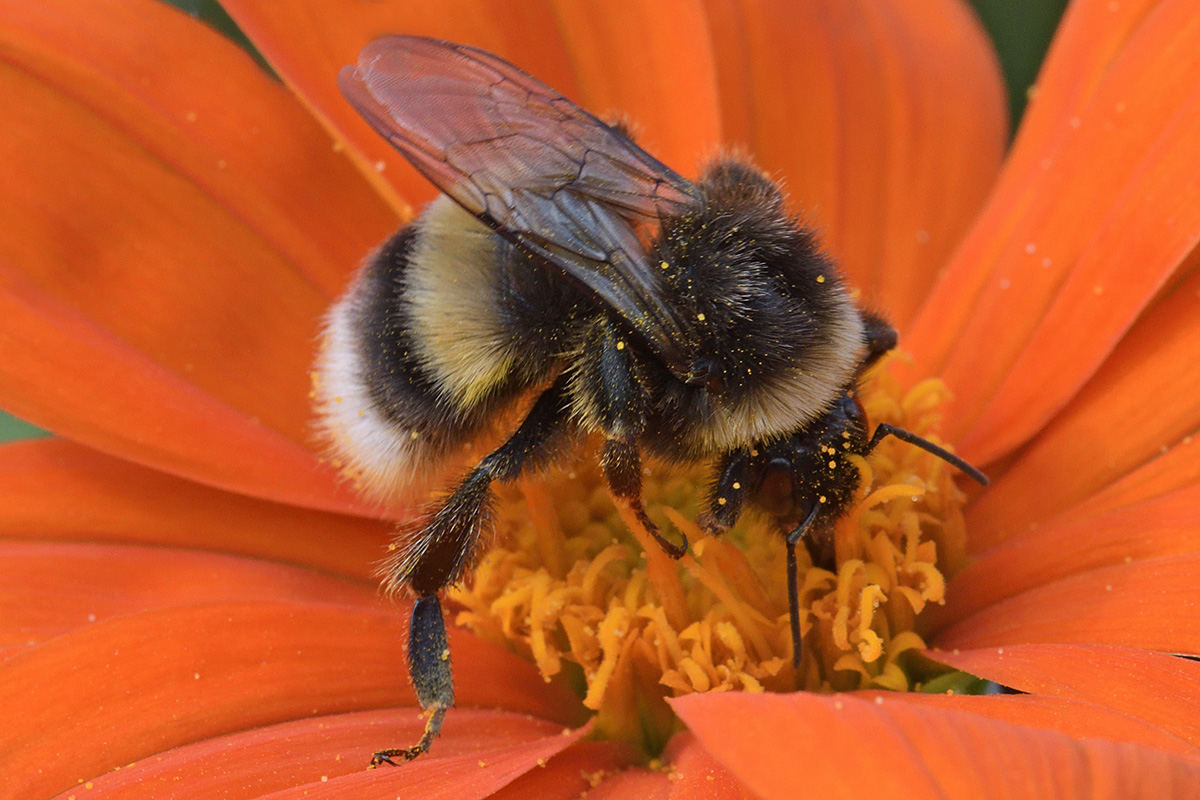 Garden Bumblebee (Bombus hortorum) (1)