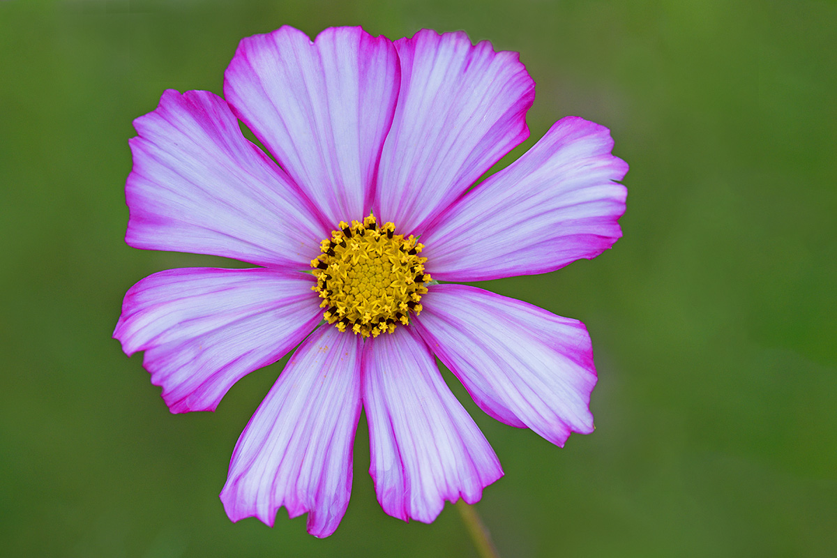 Garden Cosmos (Cosmos bipinnatus) (2)