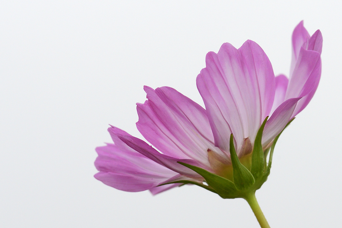 Garden Cosmos (Cosmos bipinnatus) (3)