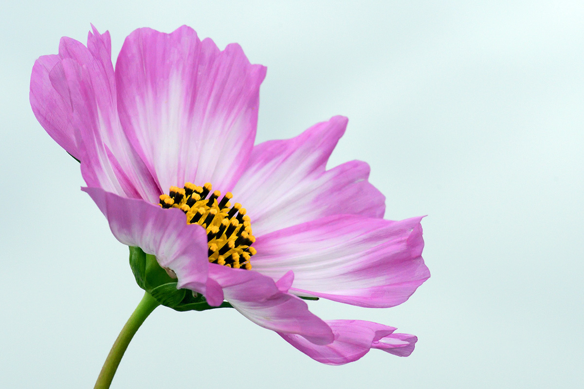 Garden Cosmos (Cosmos bipinnatus) (4)