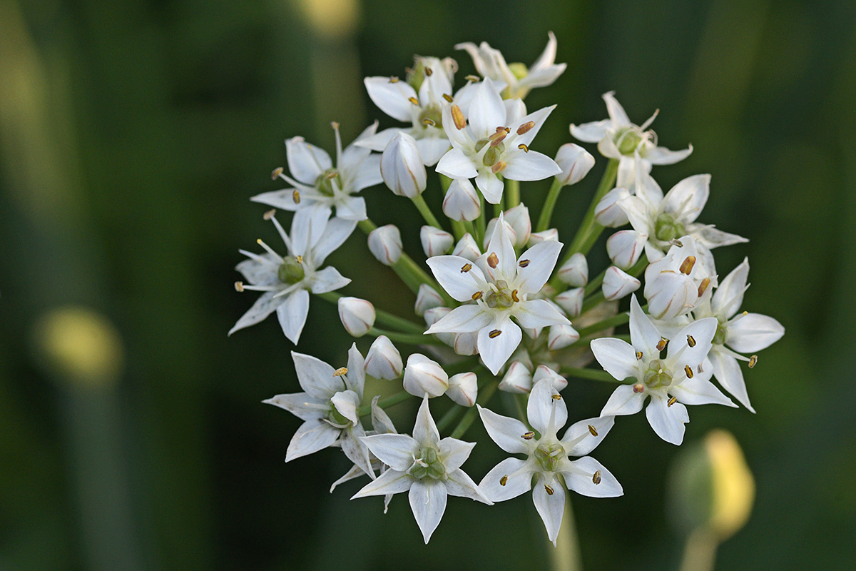 Garlic Chives (Allium tuberosum) (1)