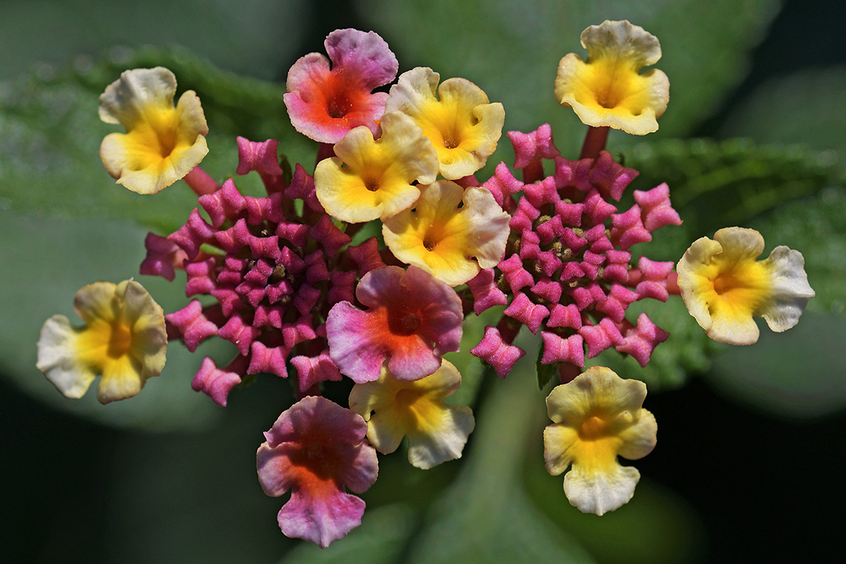 Lantana (Lantana camara) (1)