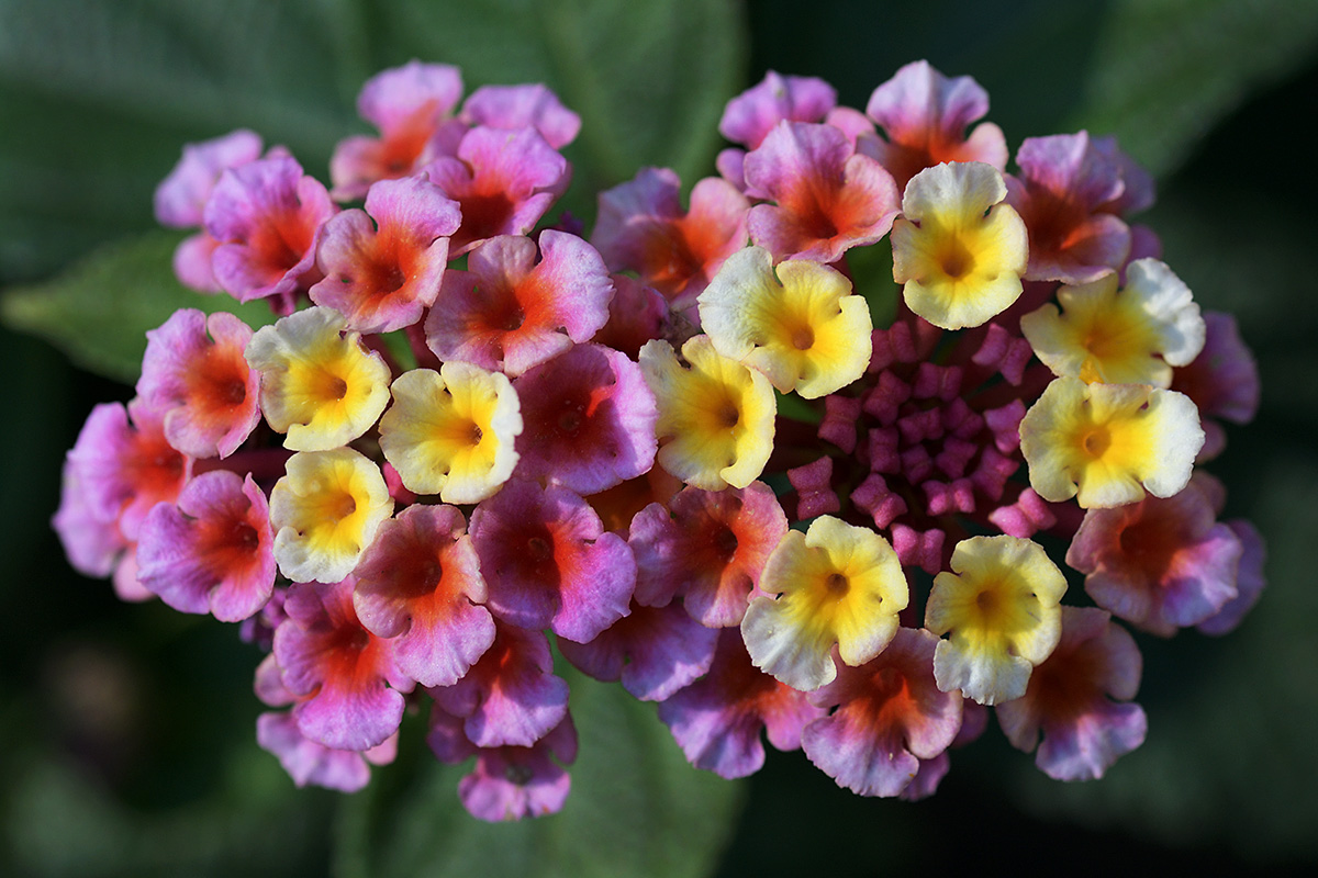 Lantana (Lantana camara) (2)