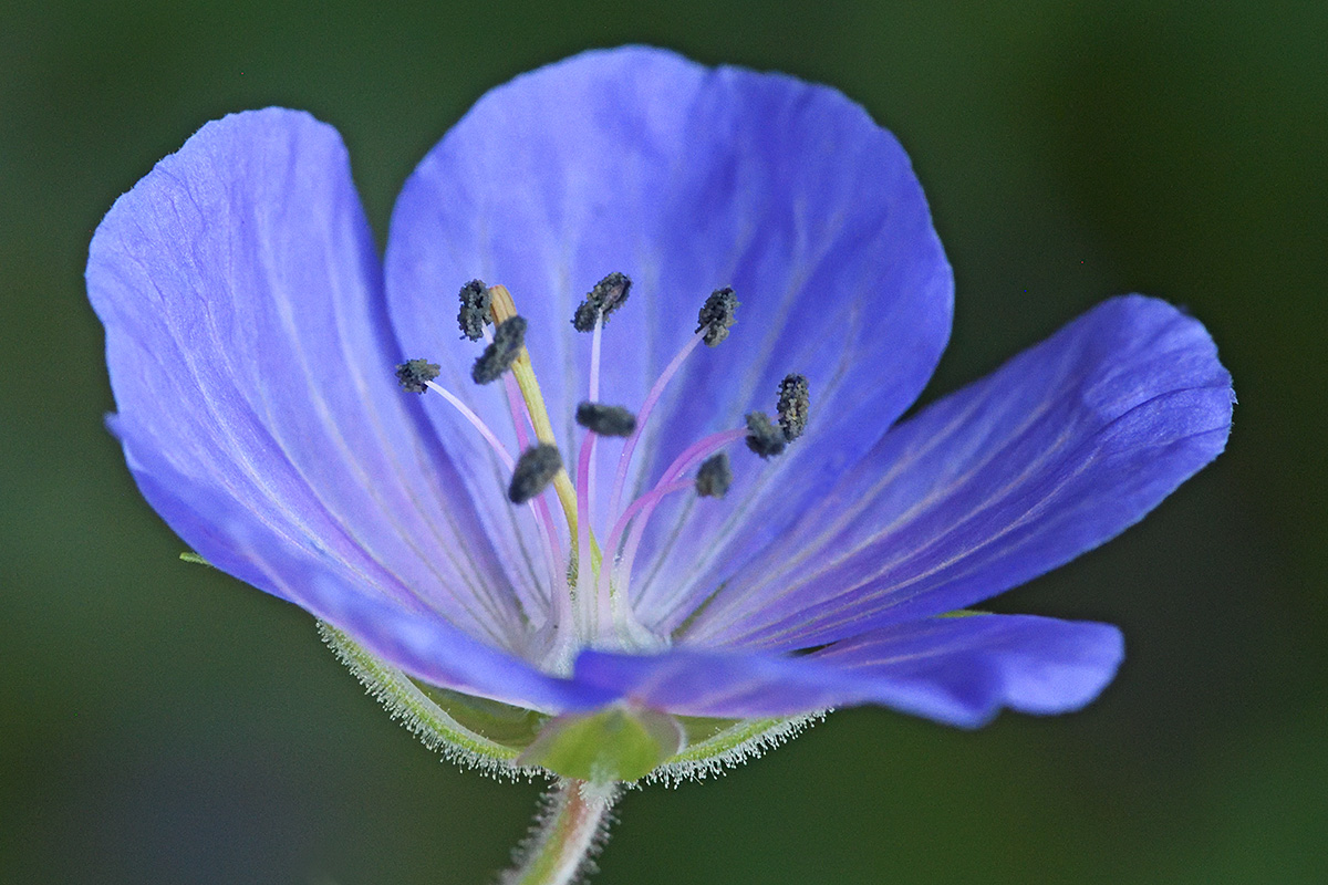 Meadow Cranesbill (Geranium pratense) (1)