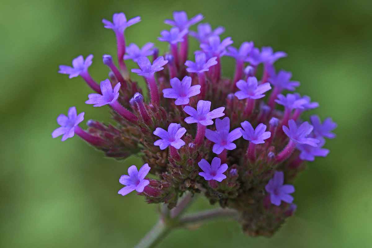 Purple Top Vervain (Verbena bonariensis) (1)