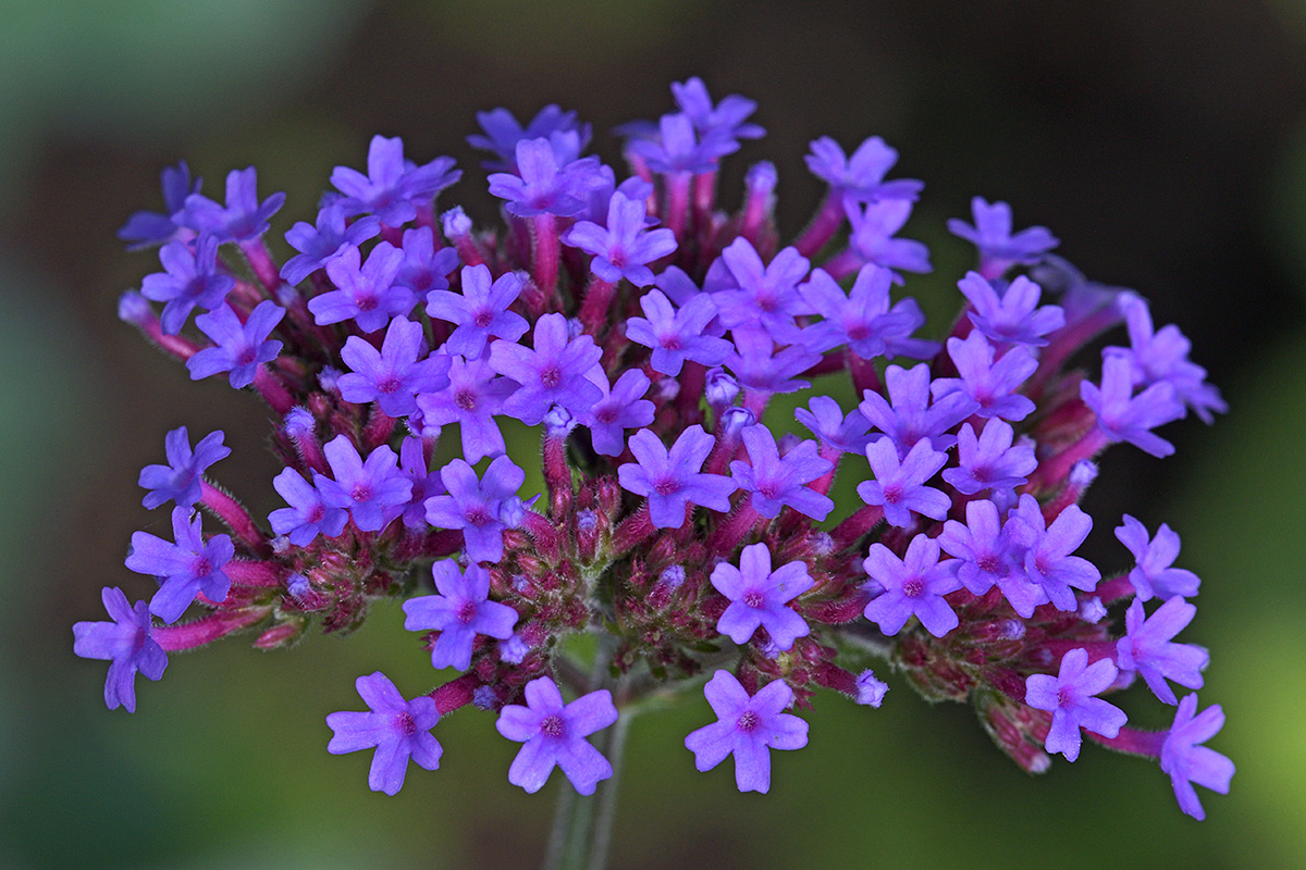 Purple Top Vervain (Verbena bonariensis) (2)