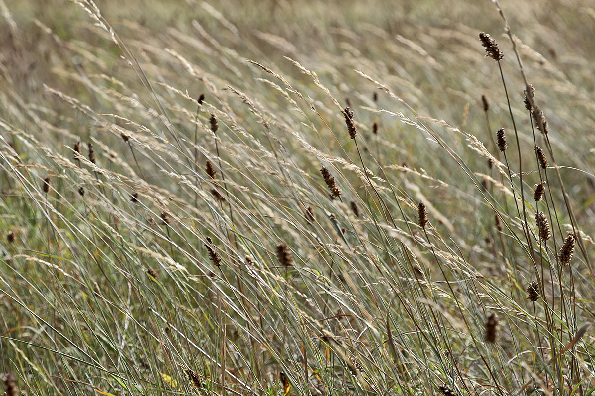 Red Fescue (Festuca rubra) (1)