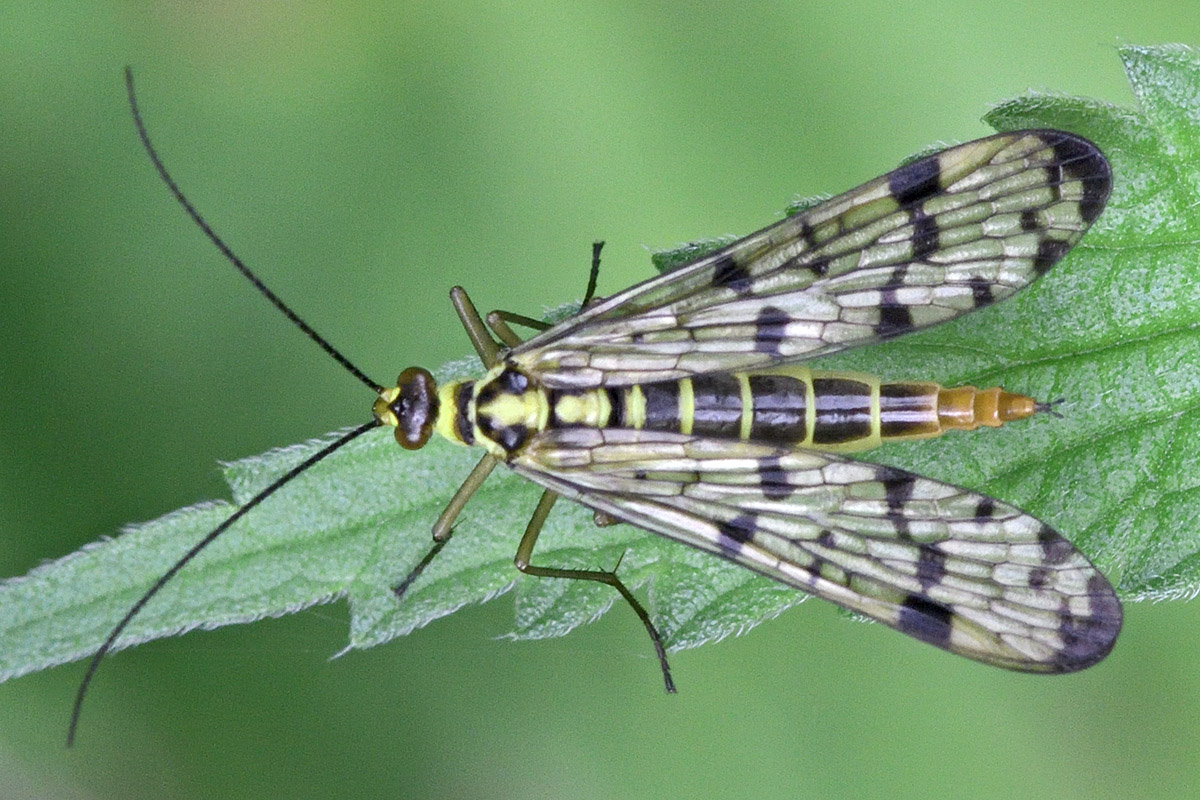 Scorpion Fly (Panorpa communis) (7)