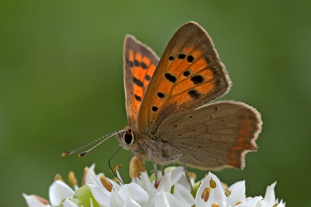 Small Copper (Lycaena phlaeas) (2)