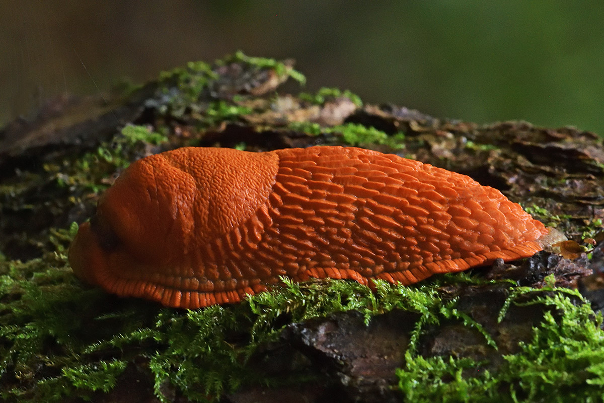 Spanish Slug (Arion vulgaris) (1)