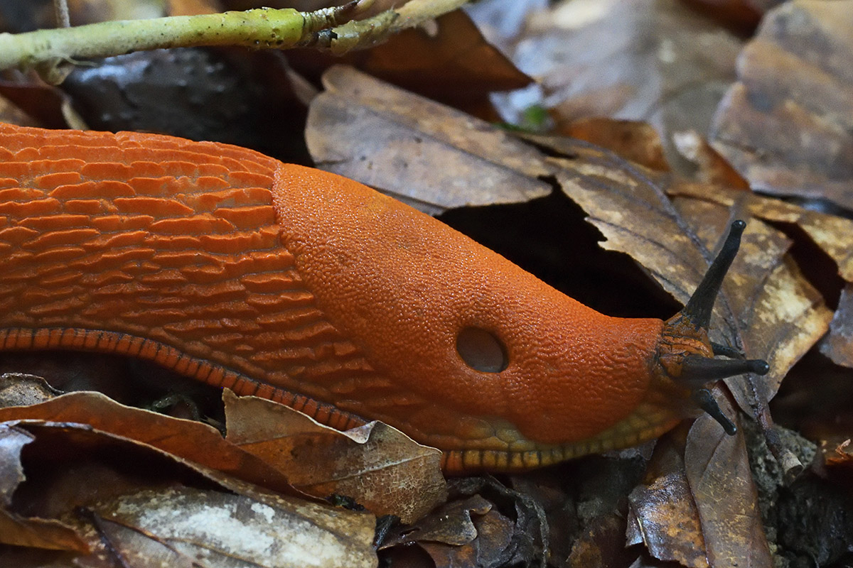 Spanish Slug (Arion vulgaris) (2)